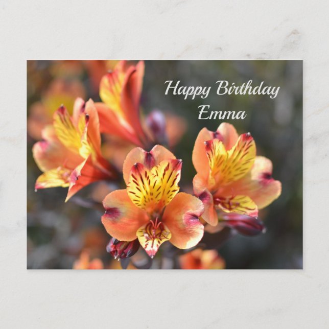 Peruvian Lily Flowers at RHS Garden Wisley Postcard (Front)