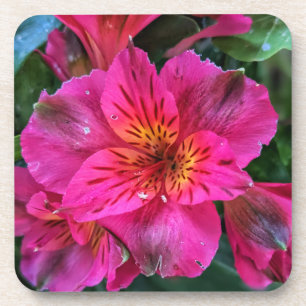 Peruvian Lily Pink Colour-79408 Coaster