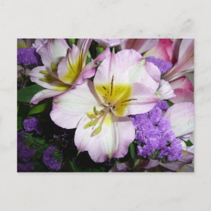 Peruvian Lily Postcard