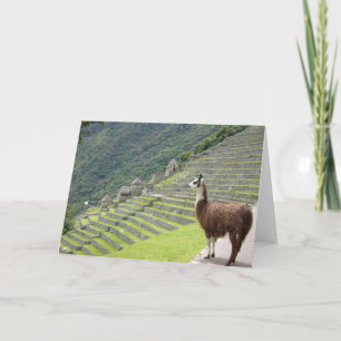 peruvian llama card