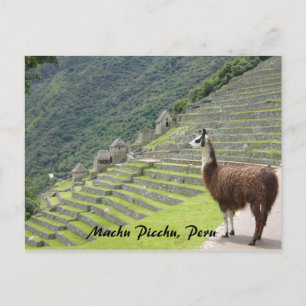 peruvian llama postcard