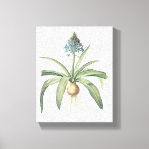 peruvian squill(Scilla peruviana) by Redouté Canvas Print