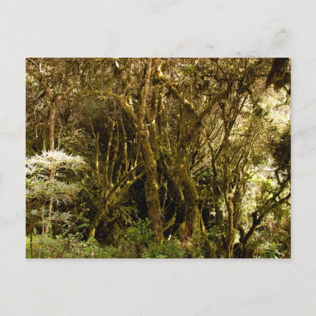 Peruvian Tropical Rain Forest Moss Covered Postcard (Front)
