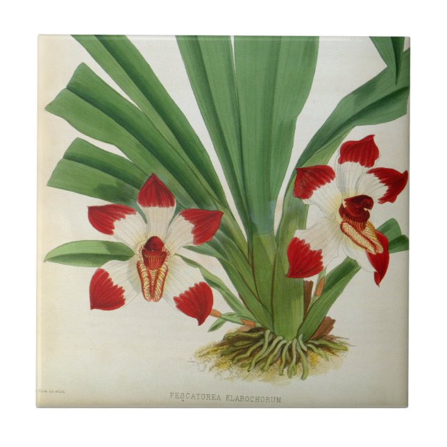Pescatorea Klabochurum Orchid Lindenia Collection Tile (Front)