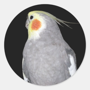 Pet Bird Cockatiel Photo Classic Round Sticker