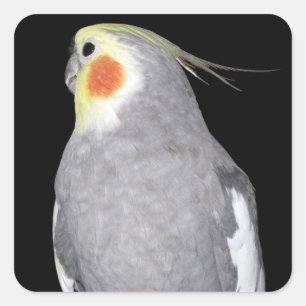 Pet Bird Cockatiel Photo Square Sticker