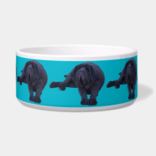 Pet Bowl for any Larger Dog Breed