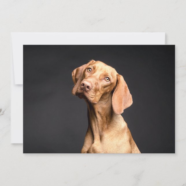 Pet Brown Beagle Dog (Front)