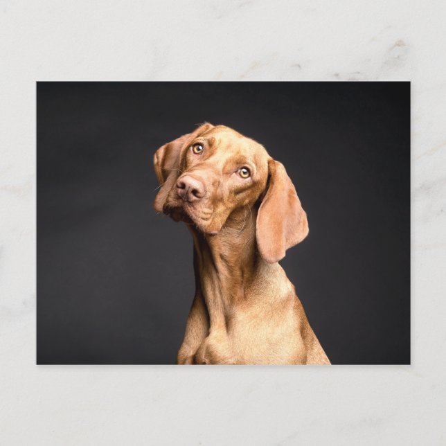 Pet Brown Beagle Dog Postcard (Front)