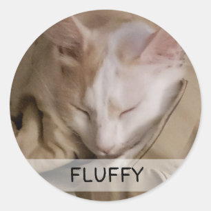 Pet Cat Dog Photo Name Classic Round Sticker