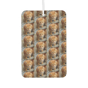 Pet Cat Dog Photo Personalise Custom Large  Car Air Freshener