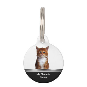 Pet Cat Tag Idenification