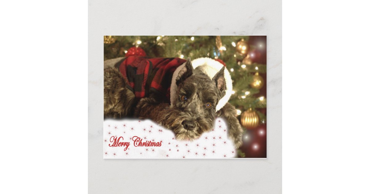 Pet Christmas Card | Zazzle.co.uk