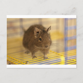 Pet degu postcard