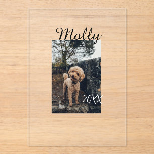 Pet dog cat animal birthday photo modern year date acrylic invitations