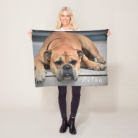 Pet Dog Chubby Continental Bulldog 