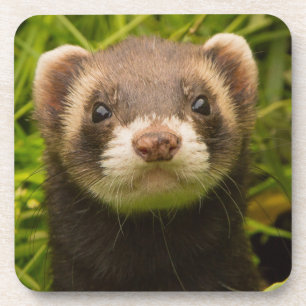 Pet Ferret in the Grass Coaster