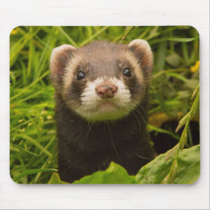 Pet Ferret in the Grass Mouse Mat