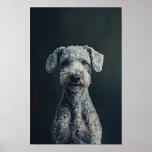 Pet Grooming Salon Bedlington Terrier Portrait Poster