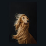 Pet Grooming Salon Boutique Afgan Hound Portrait Poster<br><div class="desc">Pet Grooming Salon Boutique Afgan Hound Portrait Poster. Perfect decor for your pet care clinic or boutique salon. You can find more various dog breed portraits in our main PET STYLE collection.</div>