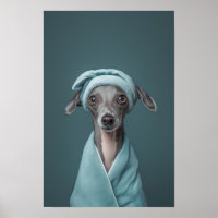 Pet Grooming Salon Italian Greyhound Portrait