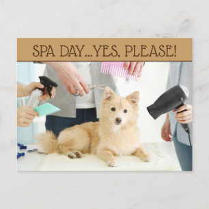 Pet Grooming Spa Day Postcard