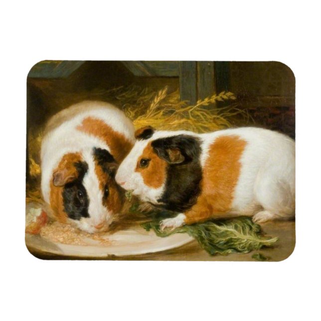 Pet Guinea Pigs Feeding Magnet (Horizontal)