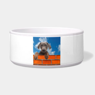 Pet image for Large-Pet-Bowl