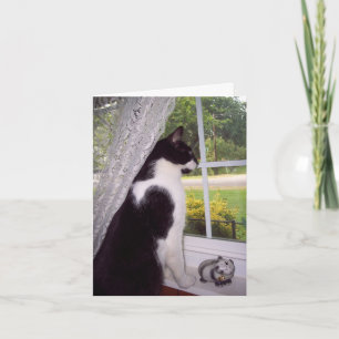 Pet Loss Sympathy Card for Cat
