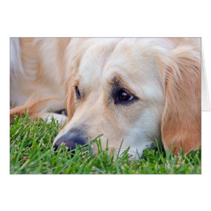 Pet Loss Sympathy Golden Retriever