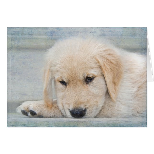 Pet Loss Sympathy Golden Retriever (Front Horizontal)