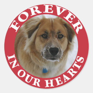 Pet Memorial Forever Holiday red Classic Round Sticker