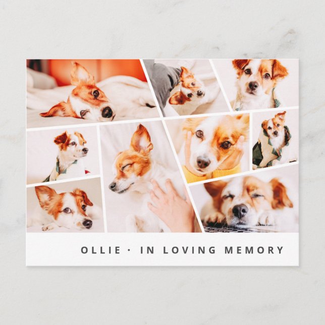 Pet Memorial Modern Simple Chic 9 Photos Collage Postcard (Front)