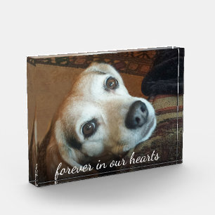 Pet Memorial Photo Forever In Our Hearts