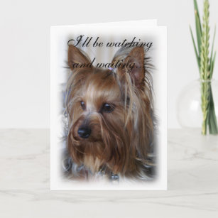 yorkie pet memorial