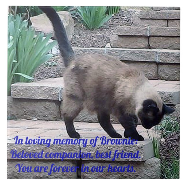 Pet Memorial Tile, Seal Point Cat Tile (Front)
