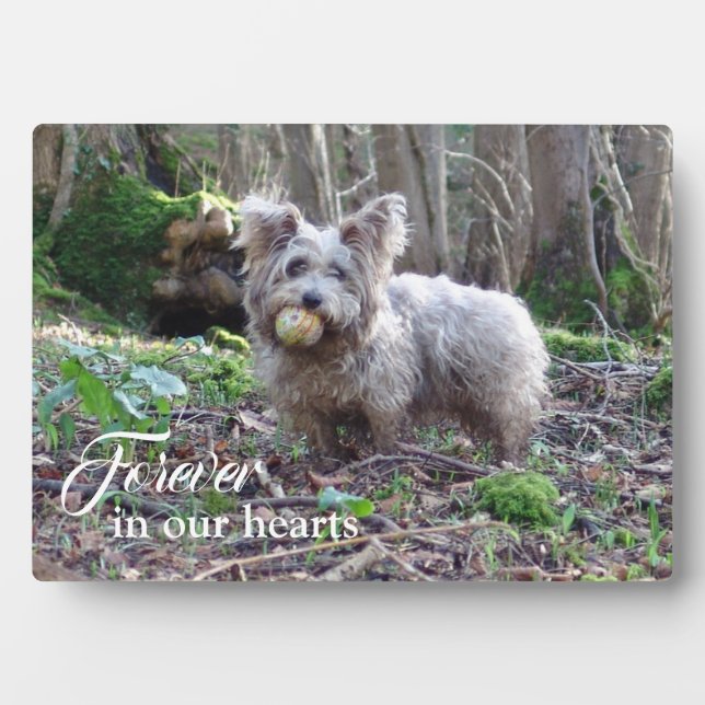 Pet Memorial Your Photo Forever in our Hearts Plaque (Front)