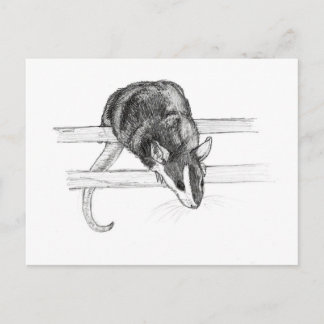 Pet mouse sketch postcard by Nicole Janes