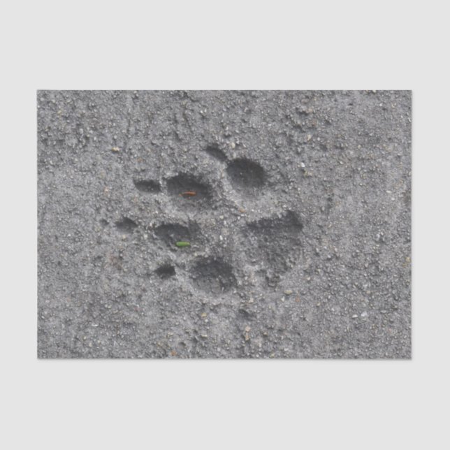 Pet Paws in Cement – Always There Tissue Paper (Front)