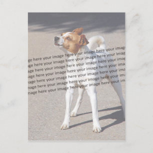 PET Photo ✨ Lovely Custom  Postcard
