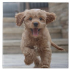 Pet Photo | Picture Upload Cute Adorable Dog