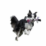 Pet Photo Sculpture Statuette - Border Collie<br><div class="desc">Make this awesome pet photo sculpture for your desk by uploading a photo of your pet. Can be fully customised to suit your needs. © Gorjo Designs. Made for you via the Zazzle platform. // Need help customising your design? Got other ideas? Feel free to contact me (Zoe) directly via...</div>