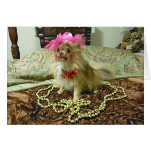 Pet Photo Shoot - 3rd in series