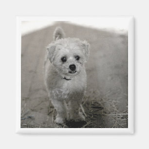 Pet Photo Timeless Keepsake Dog Mum Dad Magnet