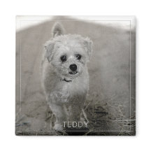 Pet Photo Timeless Keepsake Dog Mum Dad