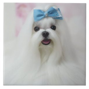 Pet Photo Upload Cute Adorable Dog Tile