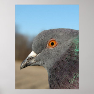 Pet Pigeon Poster