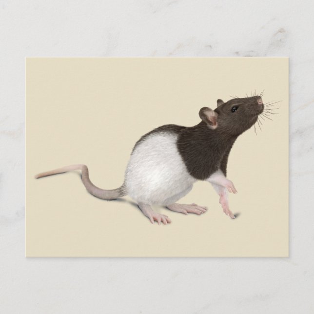 Pet Rat Painting Postcard (Front)