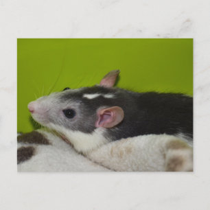 Pet Rat Postcard