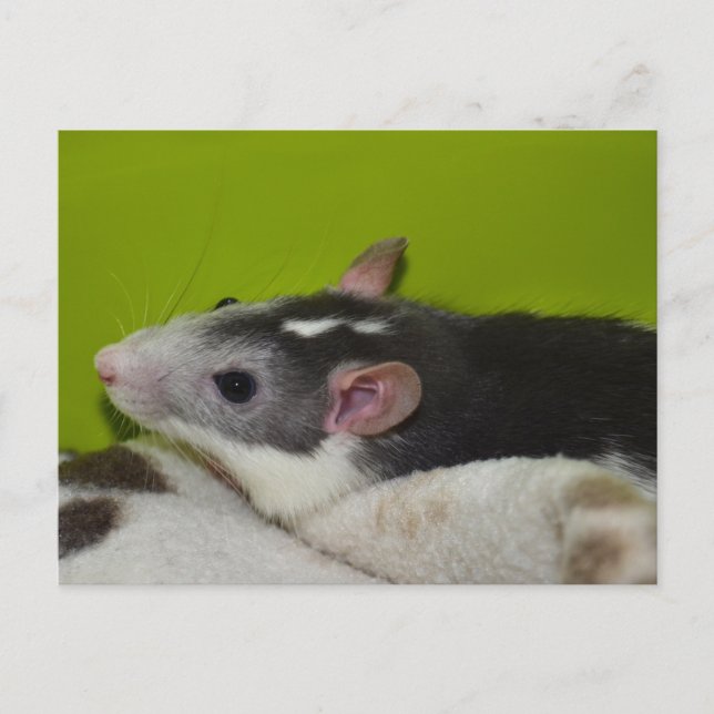 Pet Rat Postcard (Front)